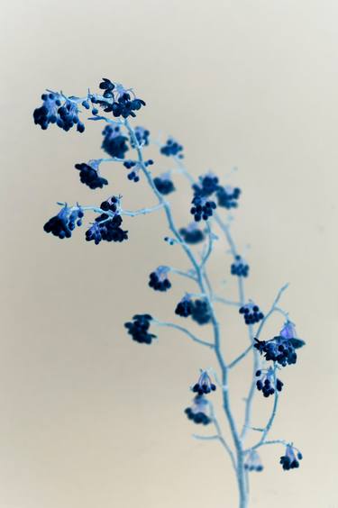 Print of Minimalism Floral Photography by Steve Hartman