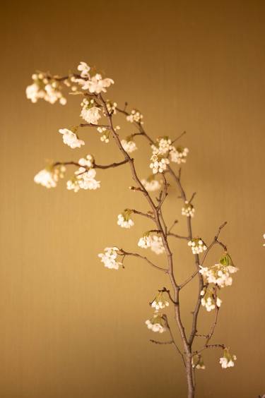 Bradford Pear Blossoms on Gold Background thumb