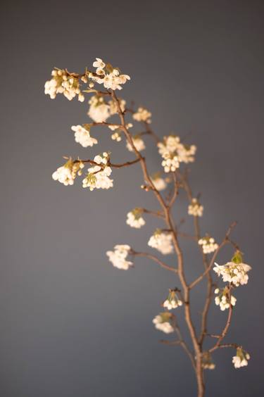 Bradford Pear Blossoms on Gray Background thumb