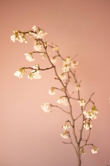 Original Minimalism Floral Photography by Steve Hartman