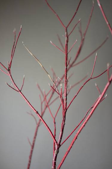 Red Osier Dogwood Branches on Gray Background thumb