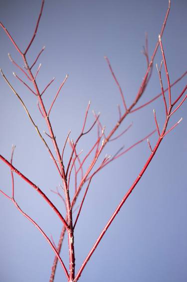 Red Osier Dogwood Branches on Periwinkle Background thumb