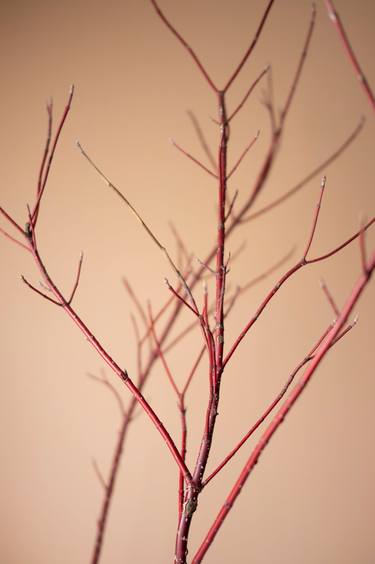 Red Osier Dogwood Branches on Tan Background thumb