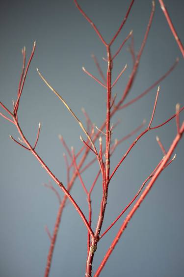 Red Osier Dogwood Branches on Teal Background thumb