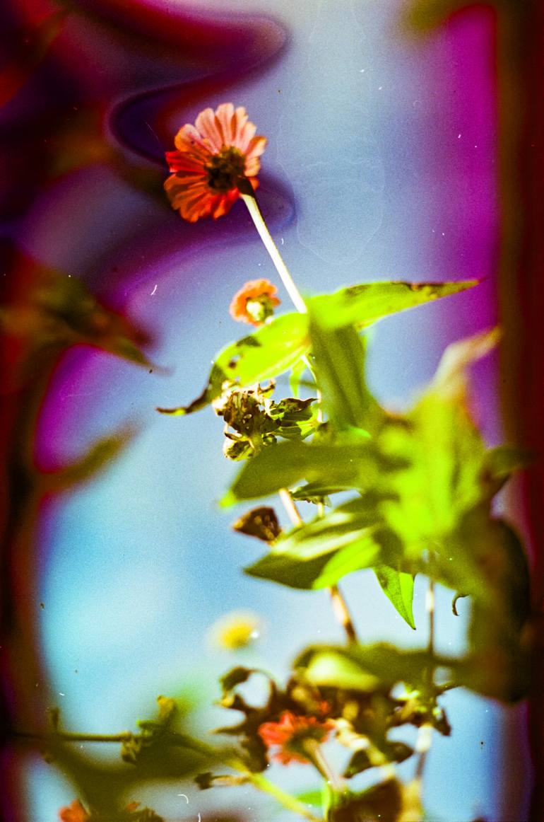 Original  Photography by steve hartman