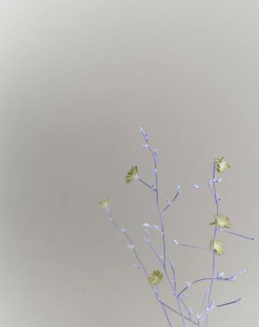 Print of Conceptual Botanic Photography by Steve Hartman