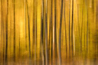 Original Abstract Nature Photography by Gottfried Roemer