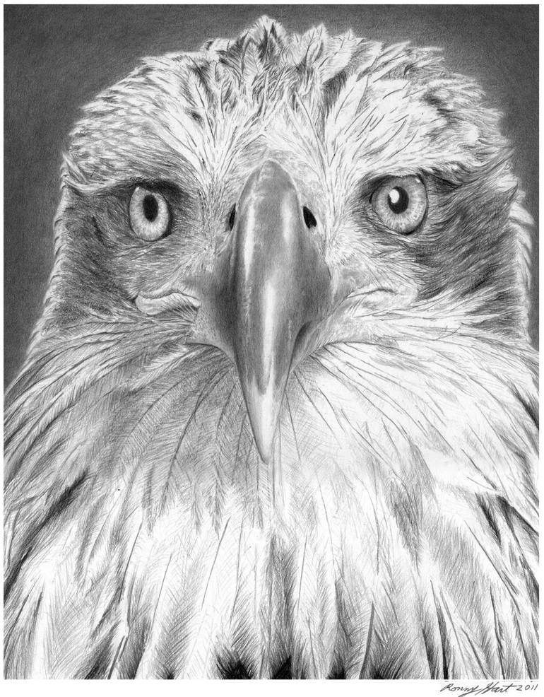 Bonnie the Eagle Drawing by Ronny Hart | Saatchi Art