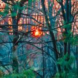 Trees, April 21, 6:45PM by todd doney