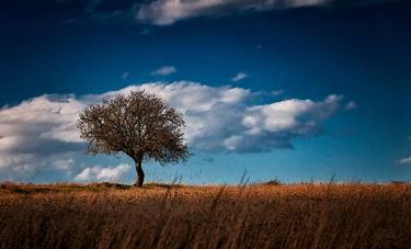 Lonely Tree in Spring Field thumb