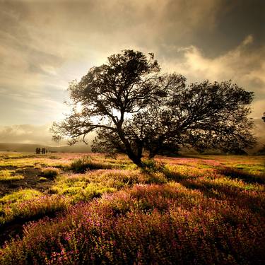 Print of Photorealism Nature Photography by CR Shelare