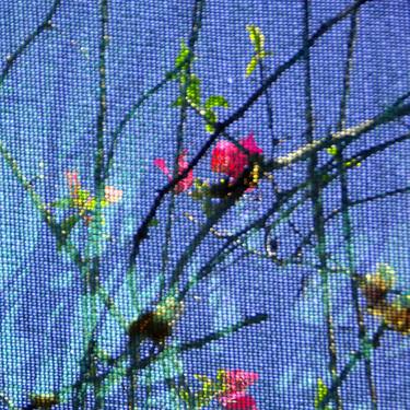 Netting Nature 10 - Limited Edition 1 of 15 thumb