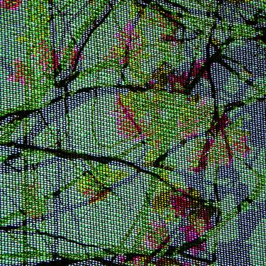 Netting Nature 52 - Limited Edition 1 of 15 thumb