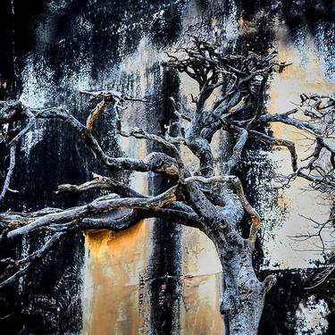 Original Abstract Tree Photography by CR Shelare