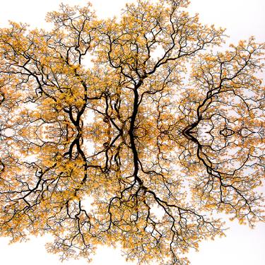Original Abstract Tree Photography by CR Shelare