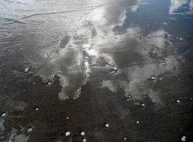 Shells among the shadows=photograph thumb