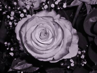 A Classic Rose-Photograph thumb
