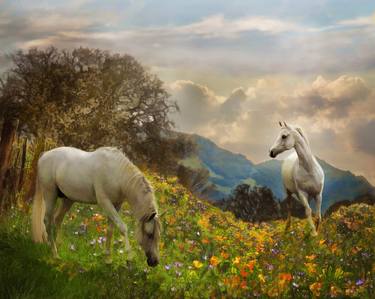 Original Horse Photography by Melinda Hughes-Berland