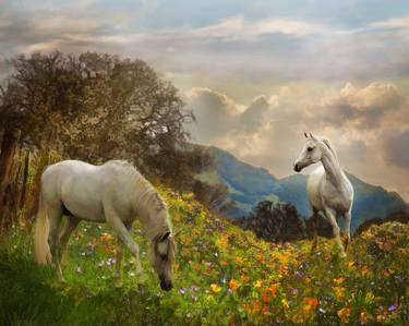 Original Fine Art Horse Photography by Melinda Hughes-Berland