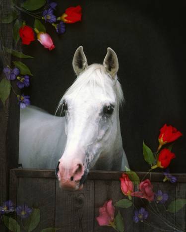 Print of Realism Horse Photography by Melinda Hughes-Berland