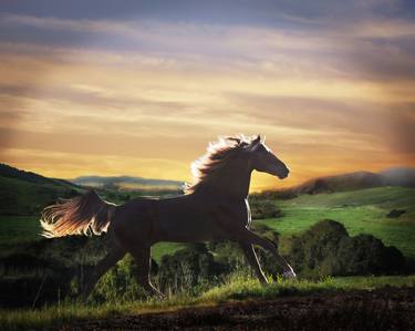 Print of Horse Photography by Melinda Hughes-Berland