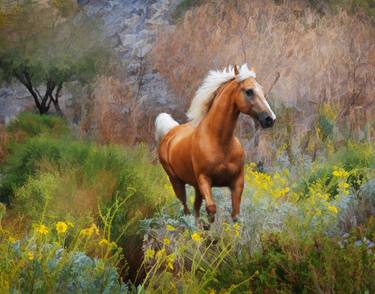 Original Fine Art Horse Photography by Melinda Hughes-Berland