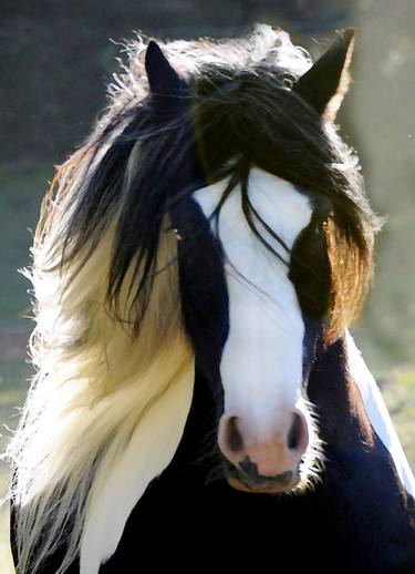 Print of Horse Photography by Melinda Hughes-Berland