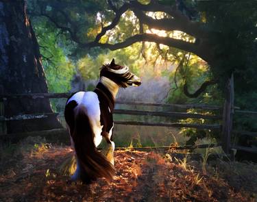 Print of Horse Photography by Melinda Hughes-Berland