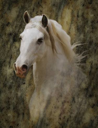 Original Horse Photography by Melinda Hughes-Berland