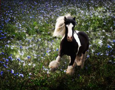 Original Modern Horse Photography by Melinda Hughes-Berland