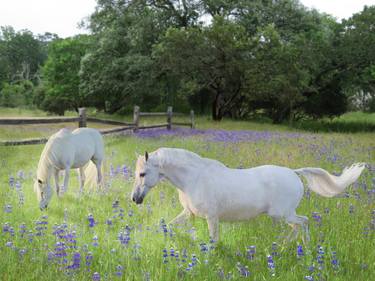 Original Fine Art Horse Photography by Melinda Hughes-Berland