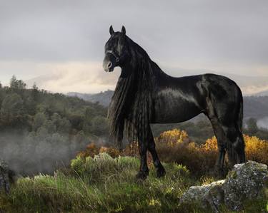 Friesian Beauty - Limited Edition of 10 thumb