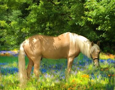 Print of Fine Art Horse Photography by Melinda Hughes-Berland