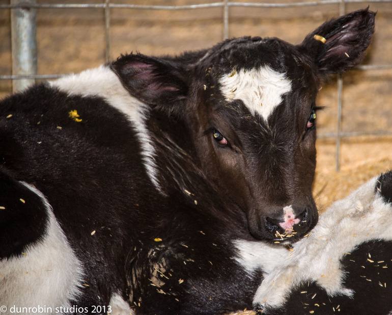 baby calf - Print
