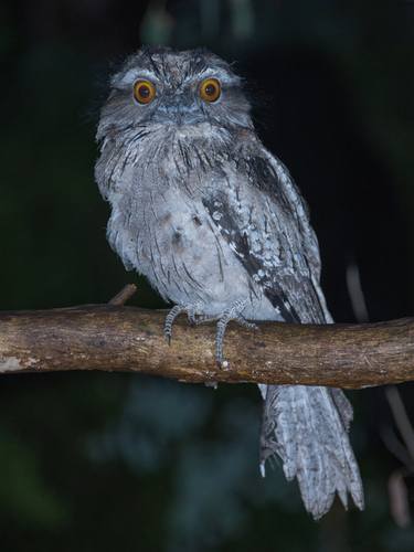 Tawny Frog mouth OWL thumb