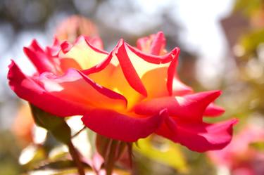 California's Morning Bloom thumb