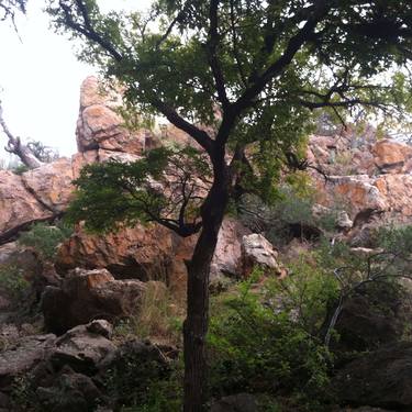 Young Tree With Old Granite - Limited Edition 1 of 50 thumb