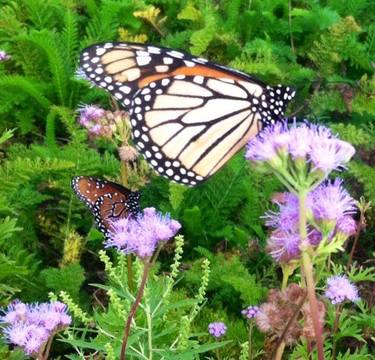 Monarch Migration Pit Stop - Limited Edition 1 of 50 thumb