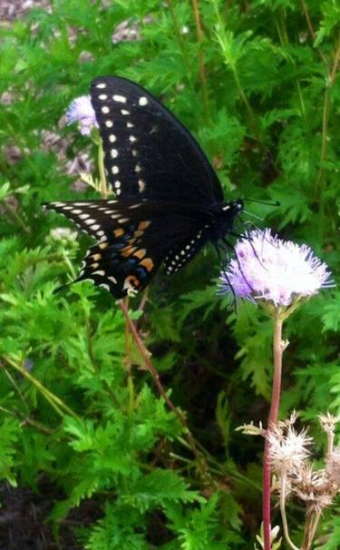 Swallowtail Butterfly - Limited Edition 2 of 50 thumb