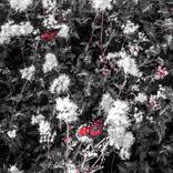 Queens In Red - Limited Edition 2 of 50 by Kay's Fine Art LLC