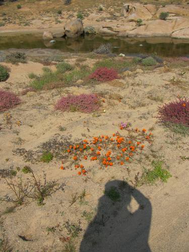 Print of Botanic Photography by Julie Slatter