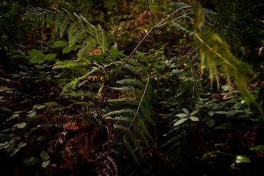 Twilight vegetation 2 thumb