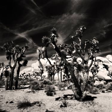 Joshua Tree Stand thumb