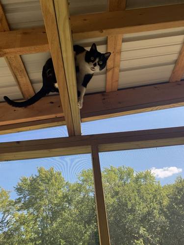 Cat on Hot Roof thumb