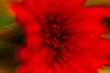 flor roja thumb