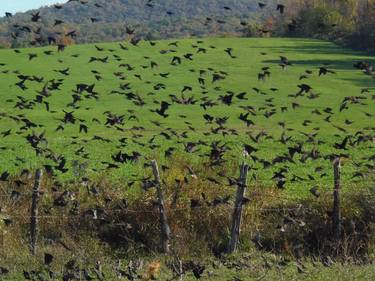 Flock of Birds thumb