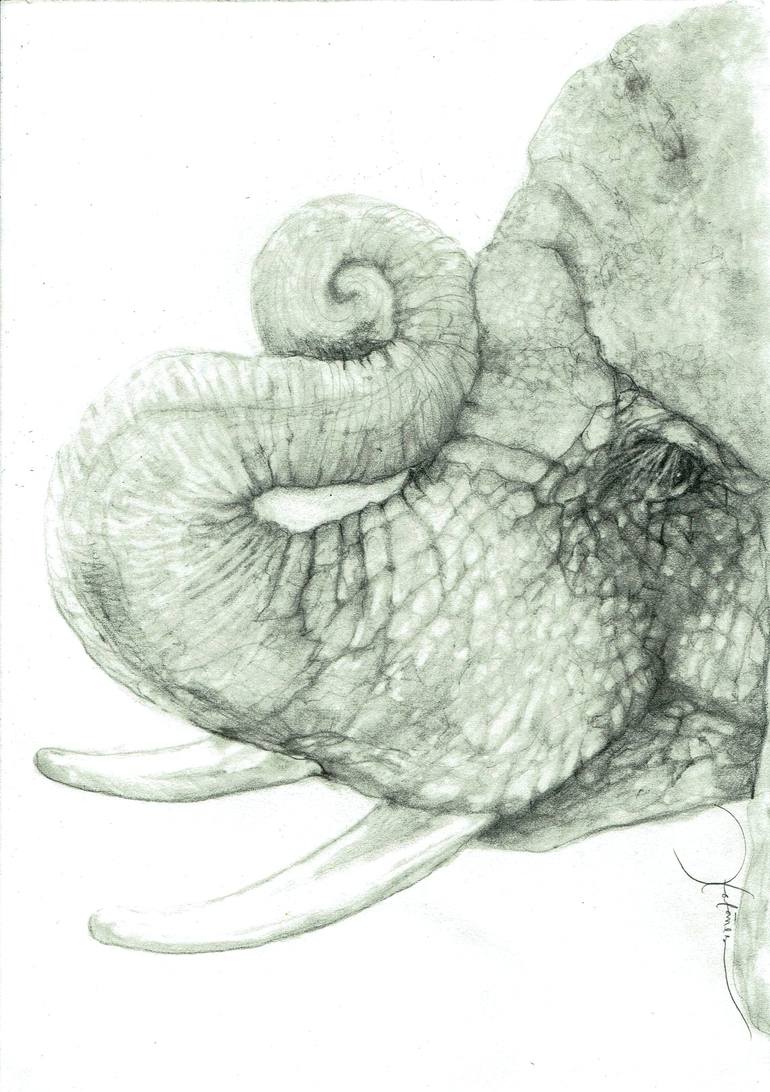 elephant profile drawing