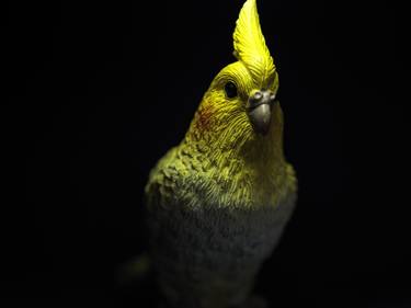 Spotlight #Cockatiel #yellow thumb