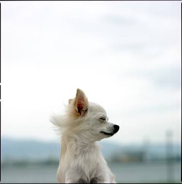 Print of Portraiture Dogs Photography by Morihiro Tsubokura 坪倉 守広