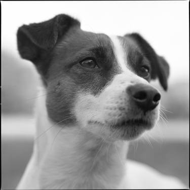 Print of Conceptual Dogs Photography by Morihiro Tsubokura 坪倉 守広